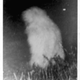 Illustration for article titled Thursday Cryptid Open Thread- The Lake Worth Monster